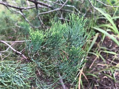 Callitris glaucophylla