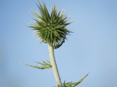 Echinops