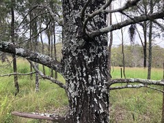 Callitris glaucophylla