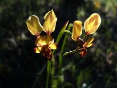 Diuris brachyscapa
