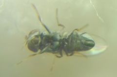 Gymnomyzinae