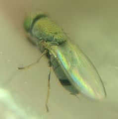 Gymnomyzinae