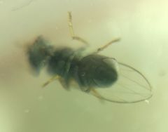 Gymnomyzinae