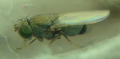 Gymnomyzinae