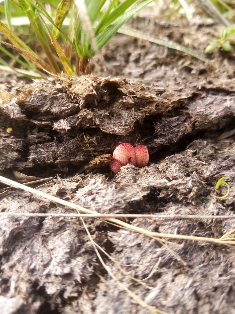 Psathyrellaceae from Pudding Hill, New Zealand on April 17, 2021 at 12
