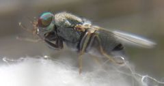 Gymnomyzinae