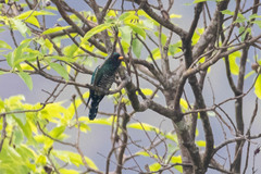 Chrysococcyx maculatus