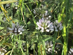 Bituminaria