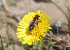 Andrena barbilabris