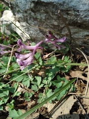 Corydalis paczoskii