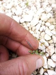 Epilobium microphyllum