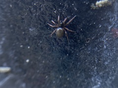 Araneae