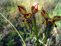Diuris brachyscapa