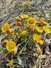 Tussilago farfara