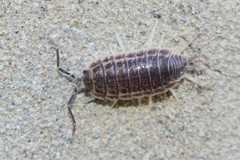 Protracheoniscus tzvetkovi