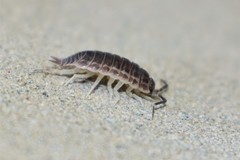 Protracheoniscus tzvetkovi