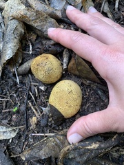 Scleroderma flavidum macrosporum