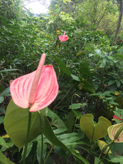 Anthurium andraeanum