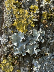 Flavoparmelia caperata