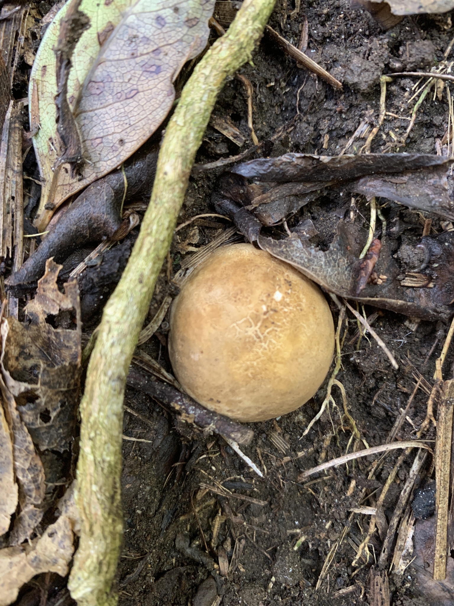 Scleroderma flavidum macrosporum