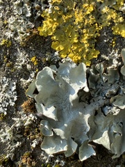 Flavoparmelia caperata