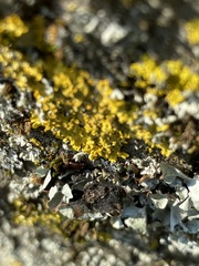 Flavoparmelia caperata