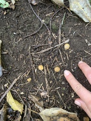 Scleroderma flavidum macrosporum