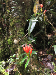 Aeschynanthus speciosus