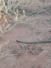 Pseudonaja aspidorhyncha