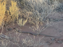 Pseudonaja aspidorhyncha