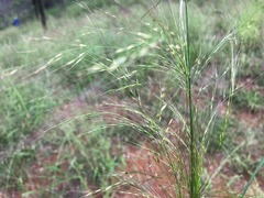 Austrostipa ramosissima