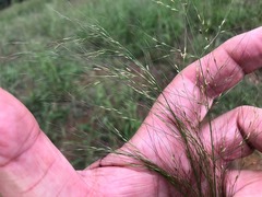 Austrostipa ramosissima
