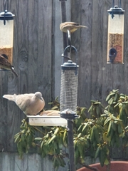Streptopelia decaocto