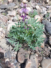 Lupinus hispanicus