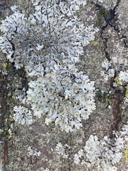 Phaeophyscia orbicularis