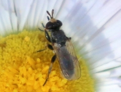 Thecophora propinqua