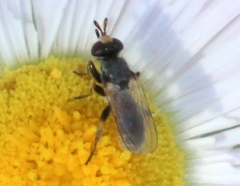 Thecophora propinqua