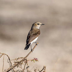 Oenanthe deserti