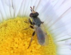 Thecophora propinqua
