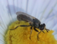 Thecophora propinqua