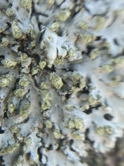 Phaeophyscia orbicularis