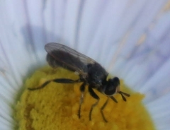 Thecophora propinqua