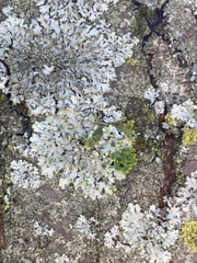 Phaeophyscia orbicularis