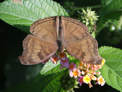 Junonia iphita iphita