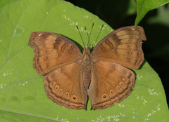 Junonia iphita iphita