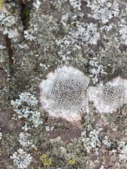 Lecanora