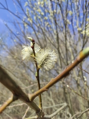 Salix caprea
