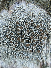 Lecanora