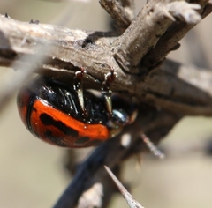 Gonioctena variabilis