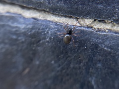 Arachnida